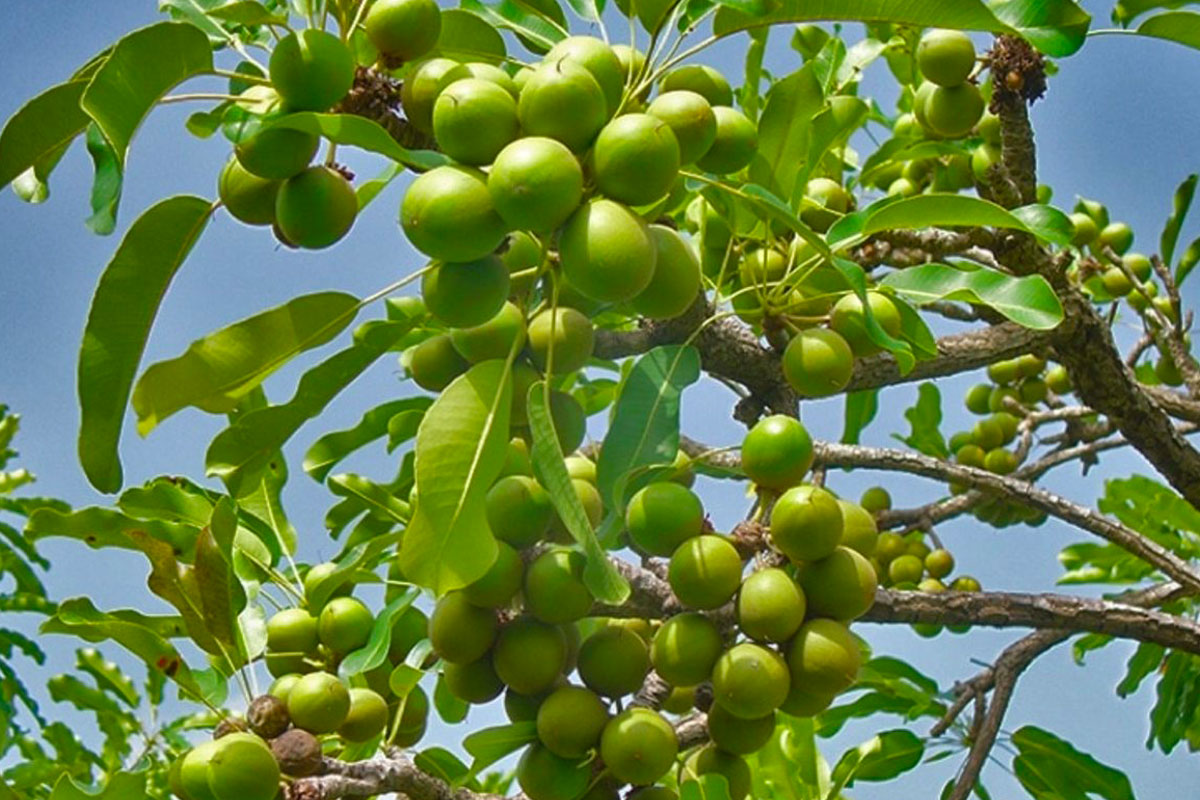 Shea Butter