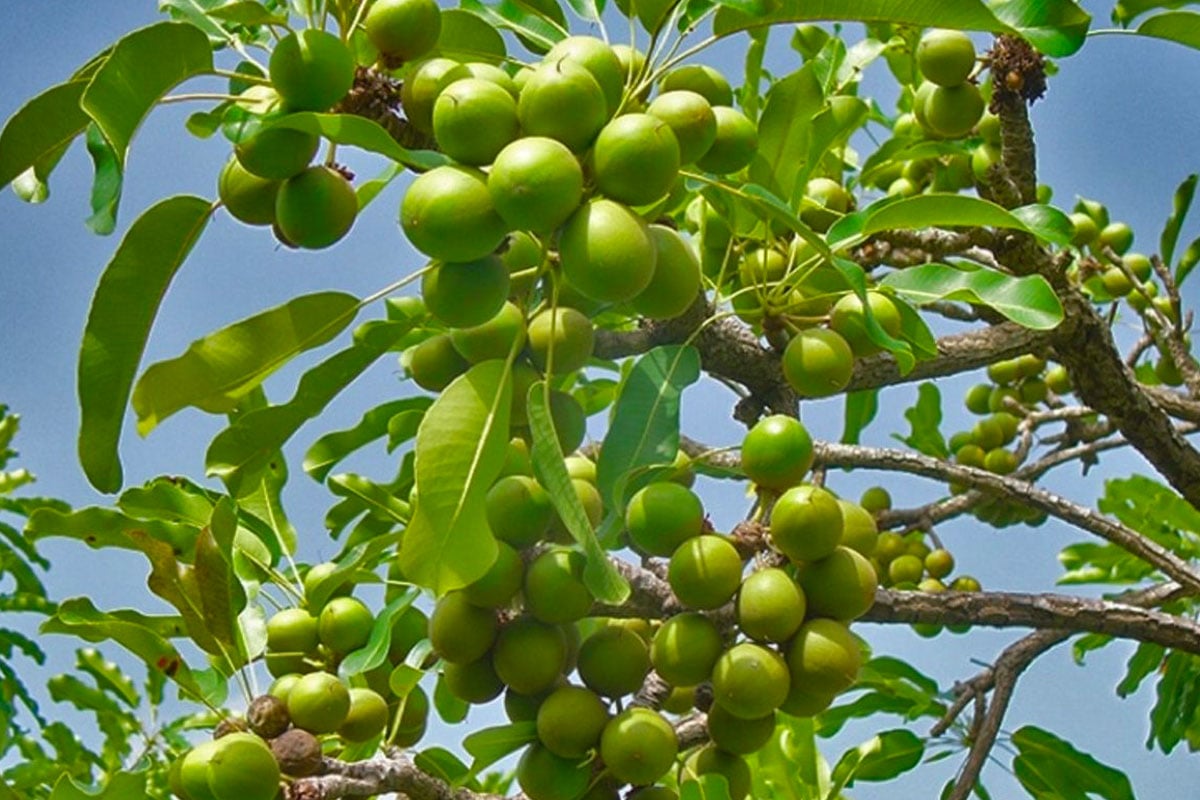 Shea Butter
