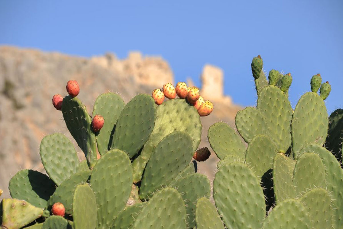 Prickly Pear, The Cactus For Your Hair