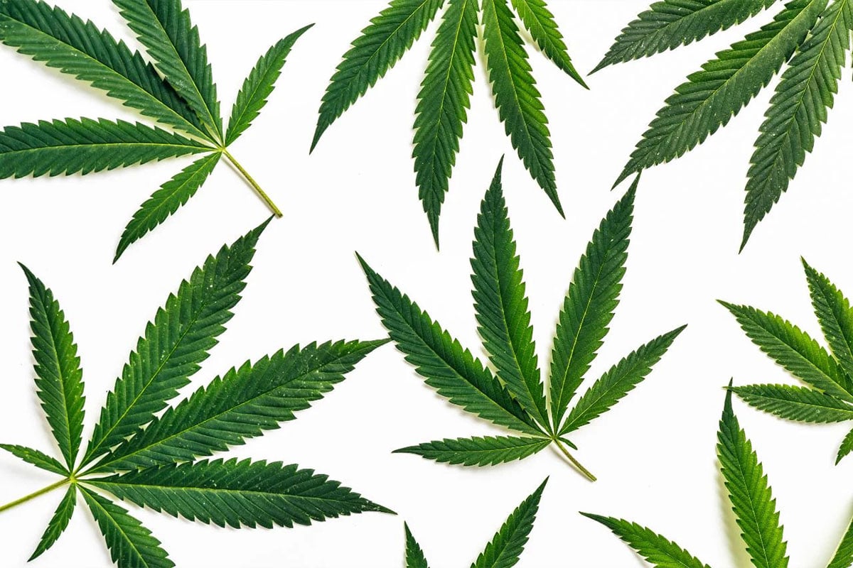 High Health: Hemp Seed Oil