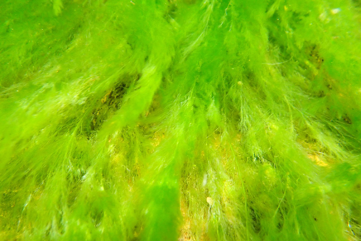 Algae: Aquatic Slime or Hair Hero?