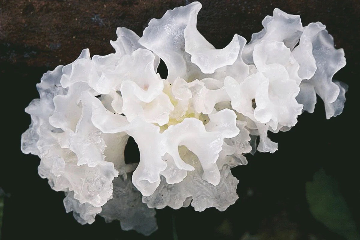 Snow Mushrooms – Skincare’s Magic Mushroom