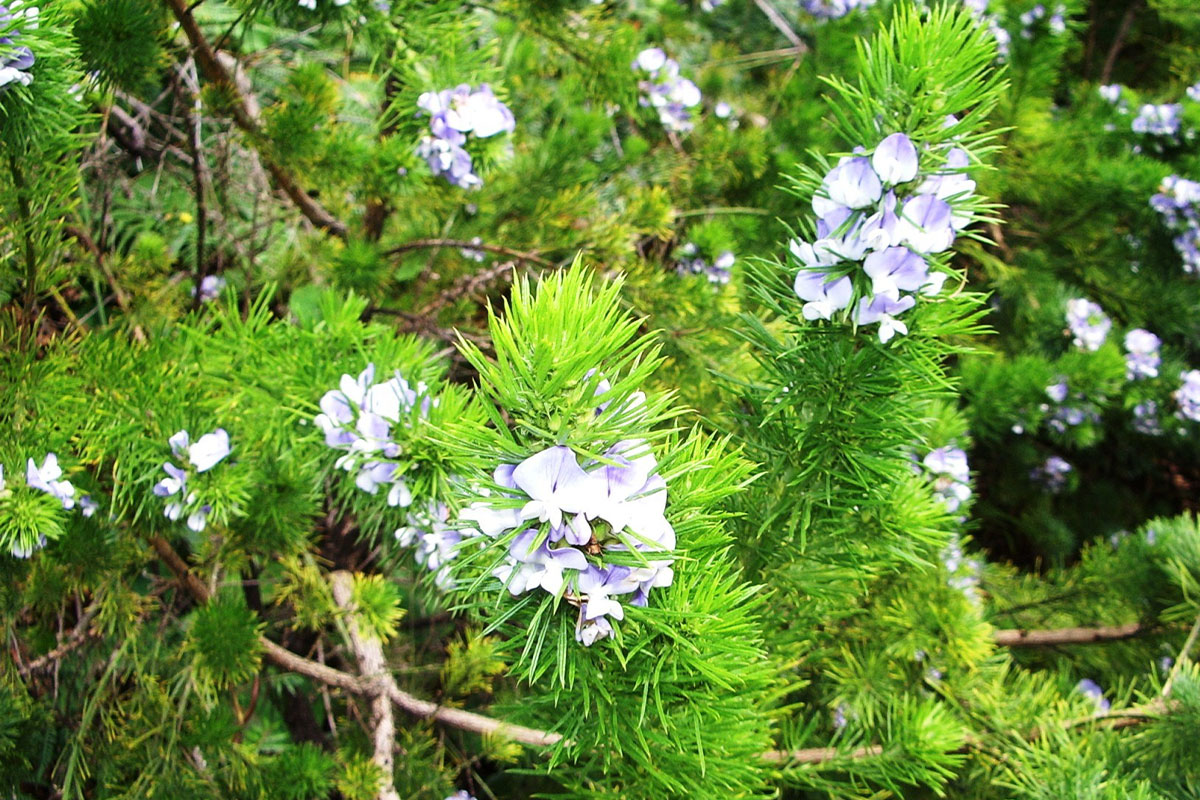 Bakuchiol: Retinol's Sensitive Friend