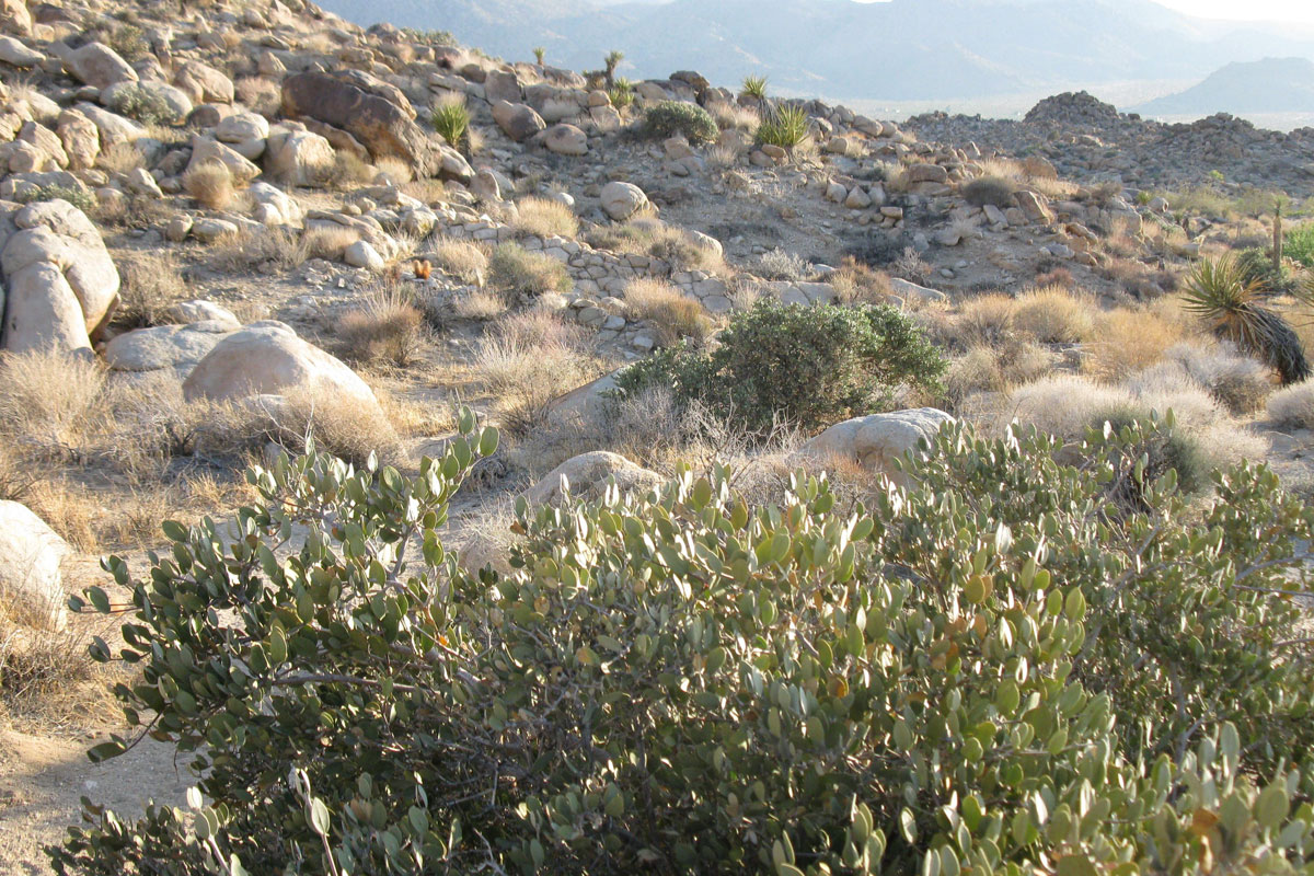 Jojoba Oil - It's Actually Wax