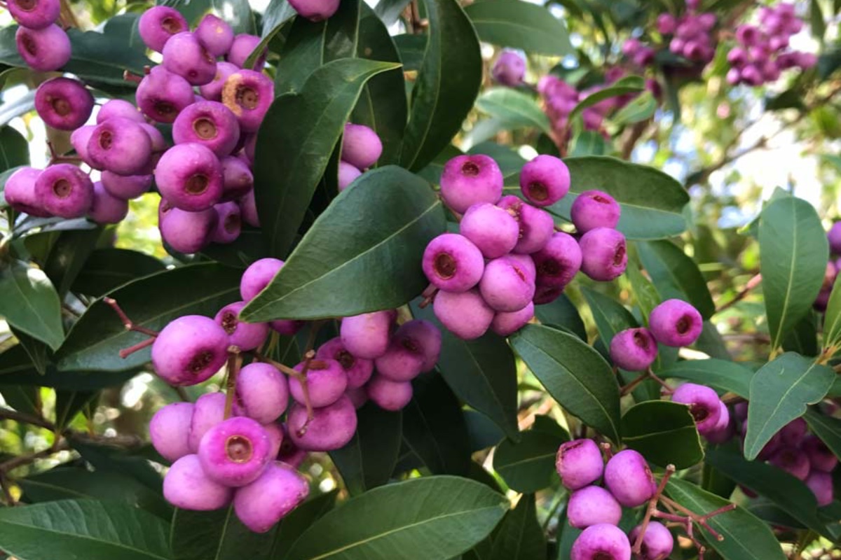 Don't Be Silly, Try Some Lilly Pilly