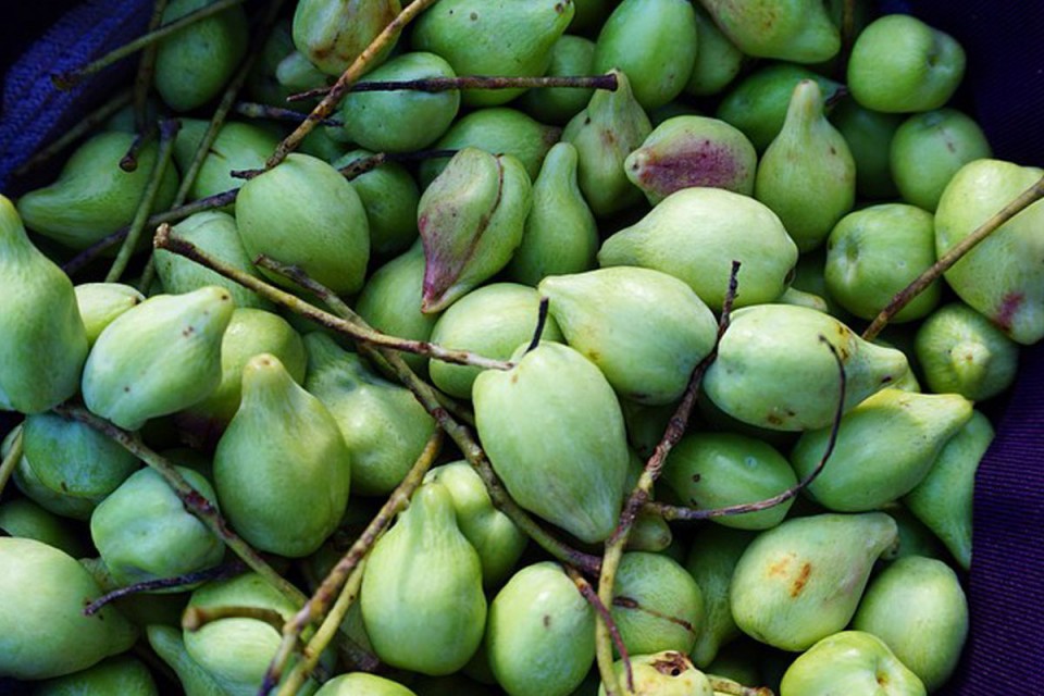 KAKADU PLUM A GIFT OF THE DREAMTIME colleen